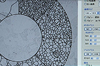 Grain Size Evaluation